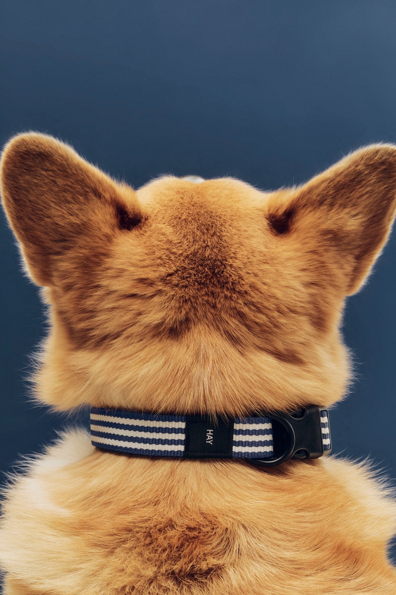 Flat hundehalsbånd - Blue and white stripe
